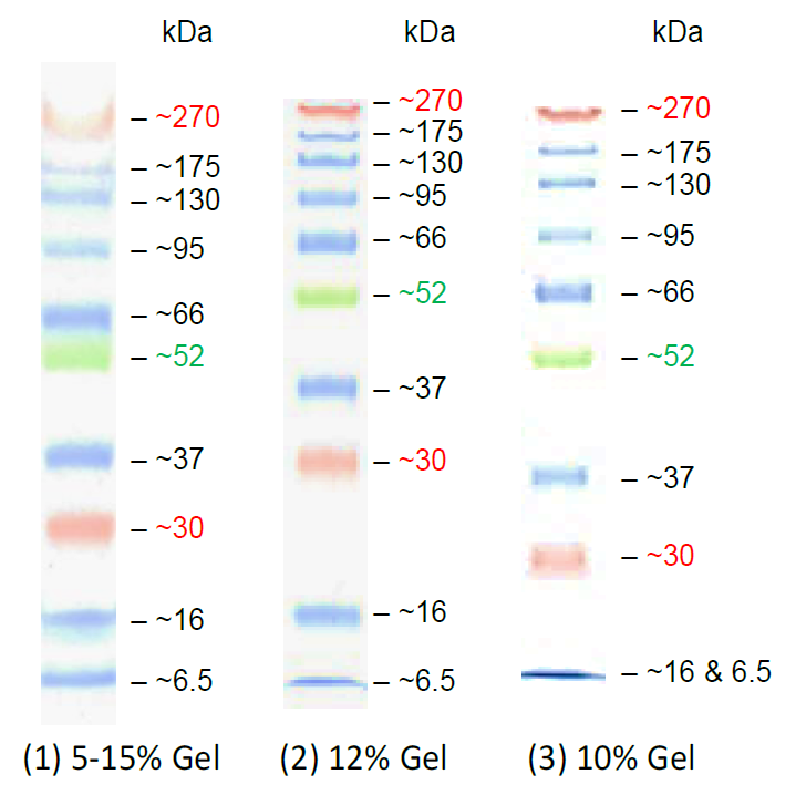 Protein Marker & Dyes